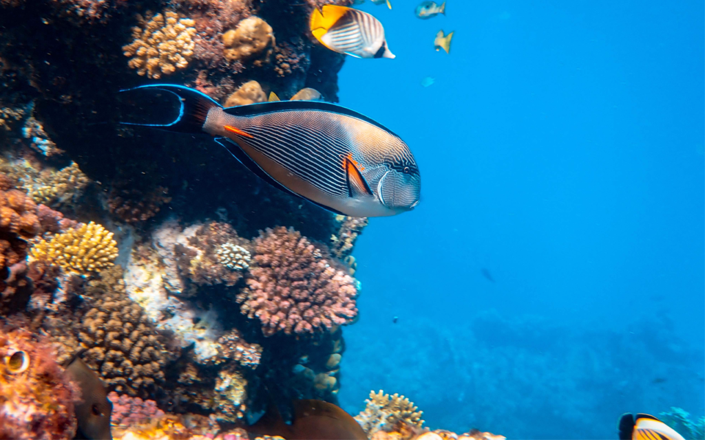 photo-of-fishes-near-coral-reefs-3432803-under water-traveling